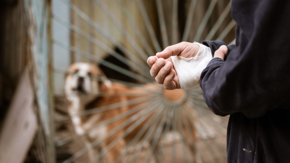 property owner liability dog bite