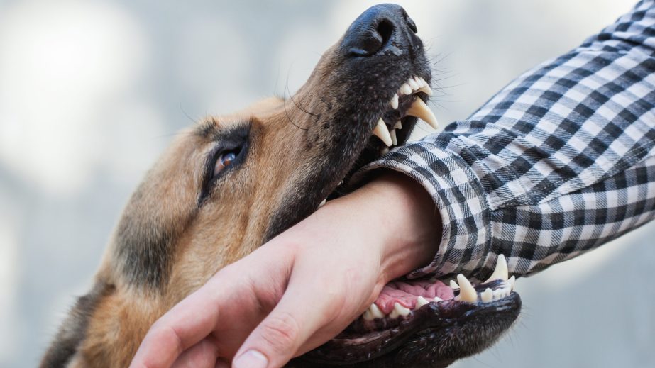 Boise, Idaho Dog Bite Attorney