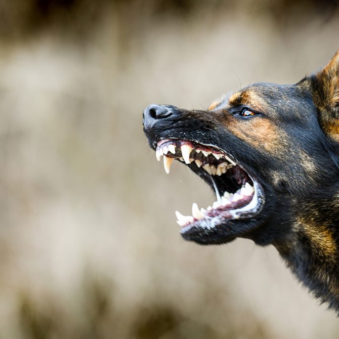 Aggressive dog shows dangerous teeth. German sheperd attack head detail.